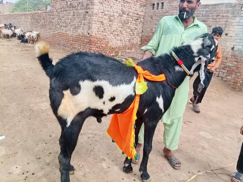 Desi Bakra 2