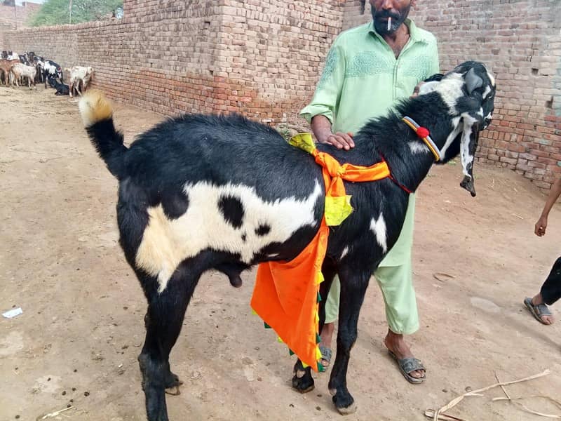 Desi Bakra 3