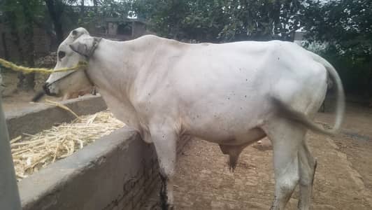 bull for sale
