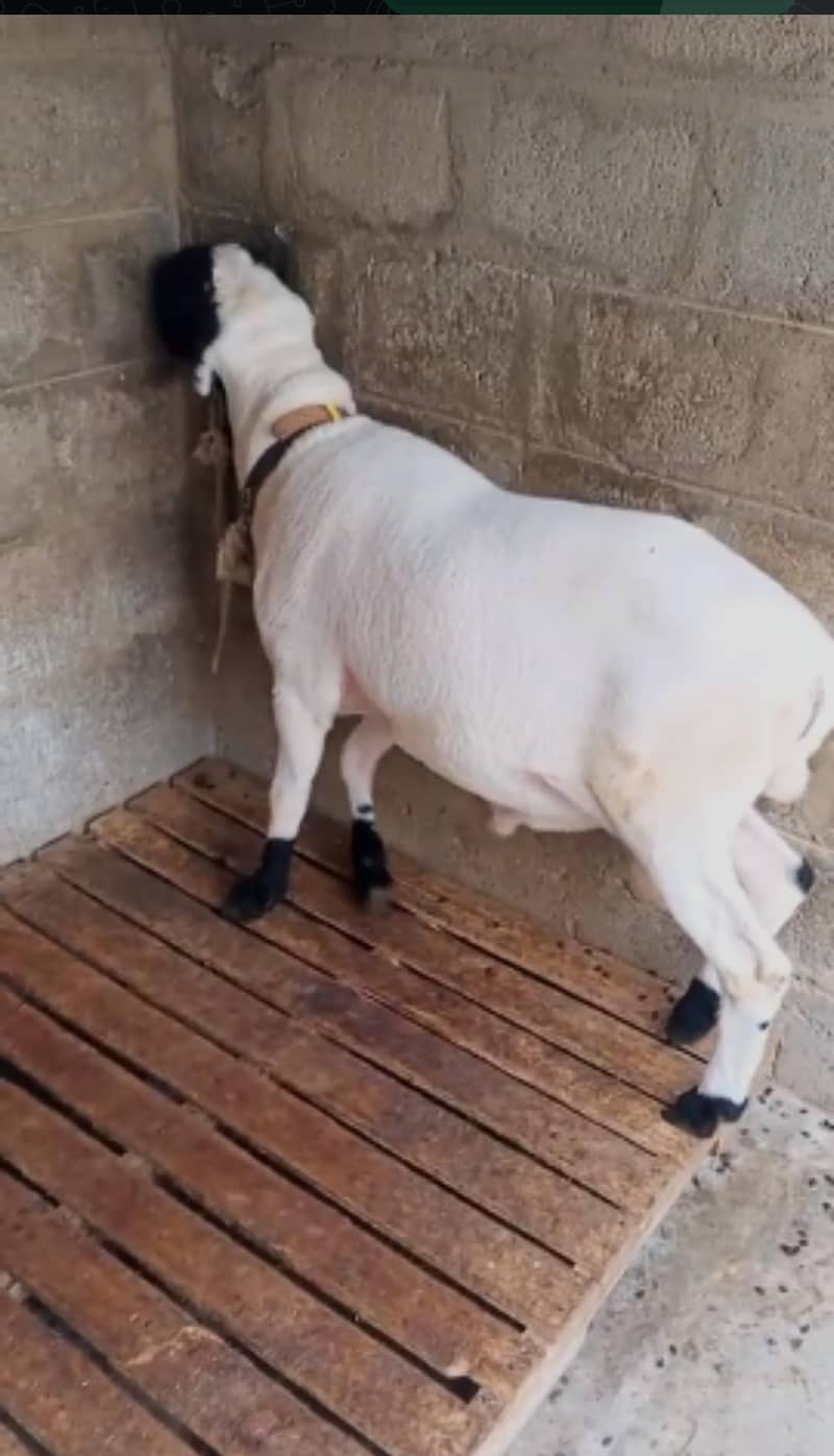 doumba 0