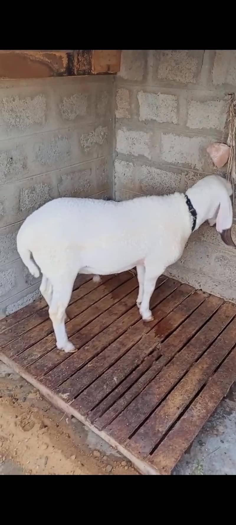 doumba 3
