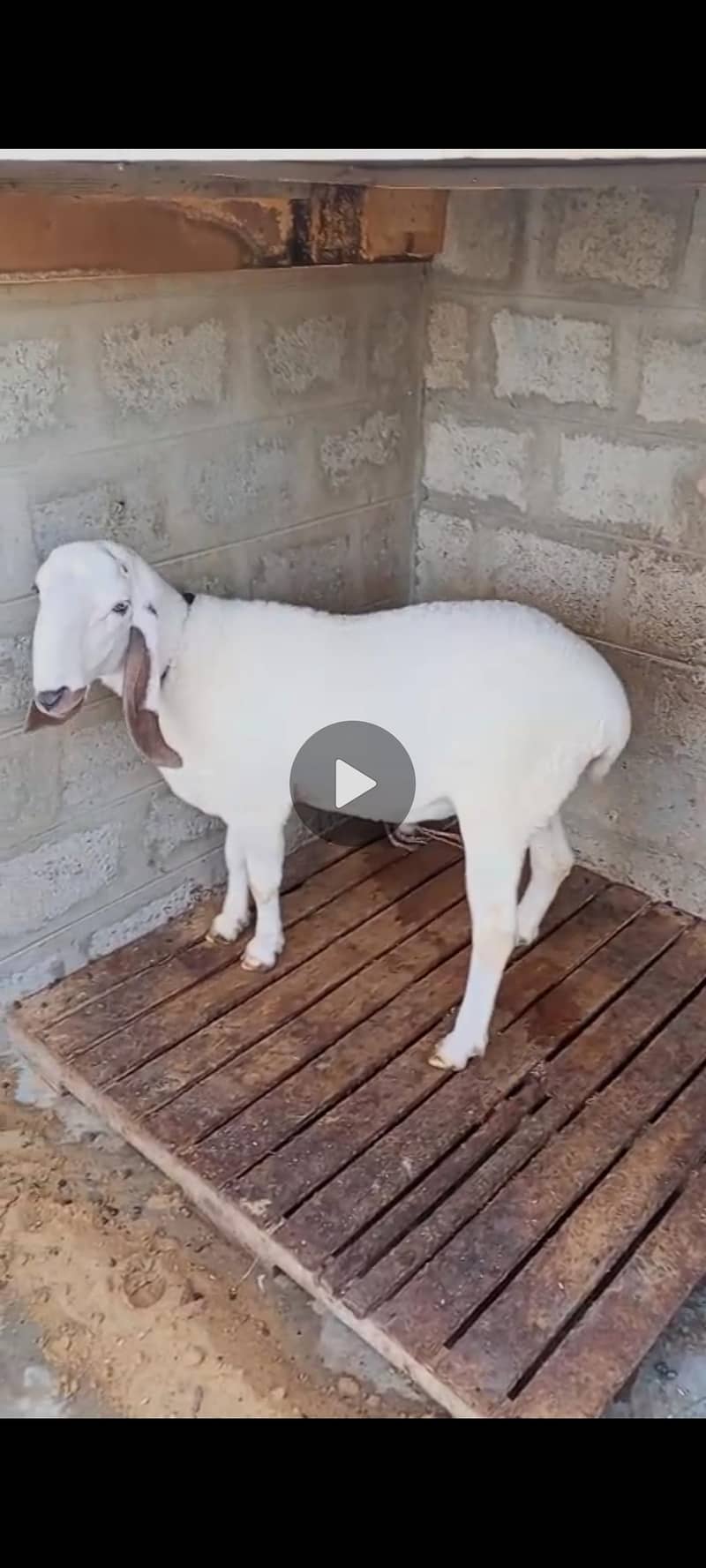 doumba 4