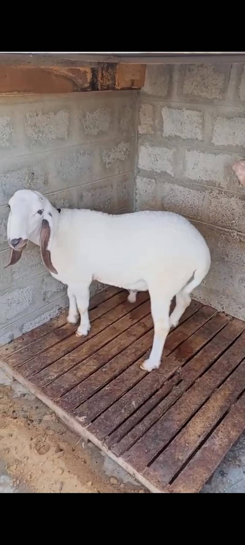 doumba 5