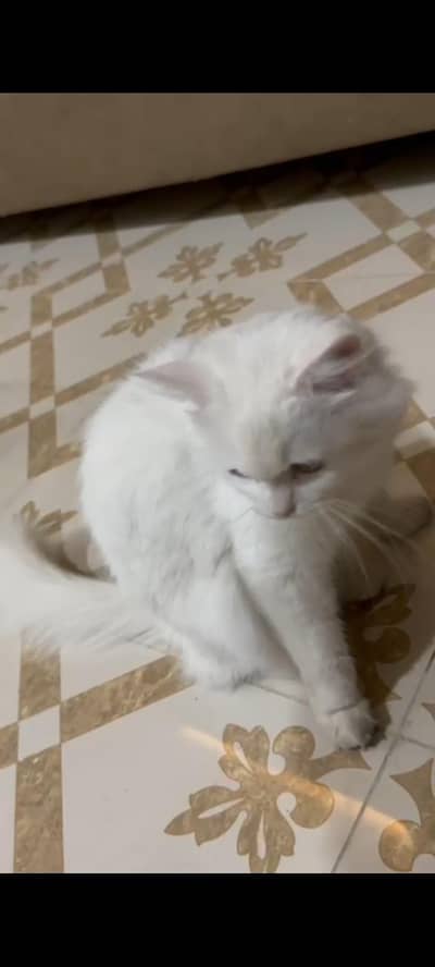 cat for sale plz only buyer contact and deal with me