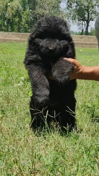 German long coat puppy l top class mail black German