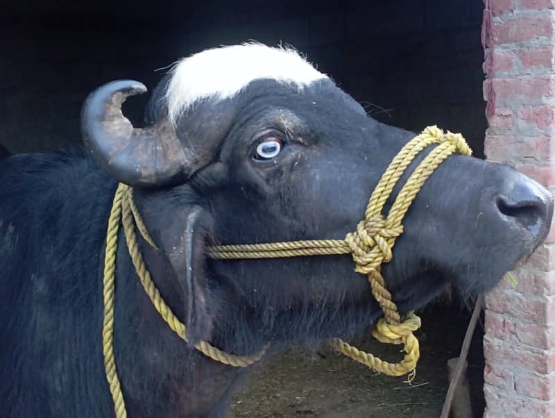 buffalo for EID 0