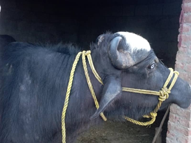 buffalo for EID 1