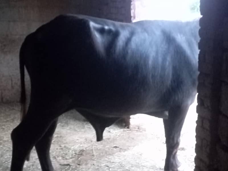 buffalo for EID 2