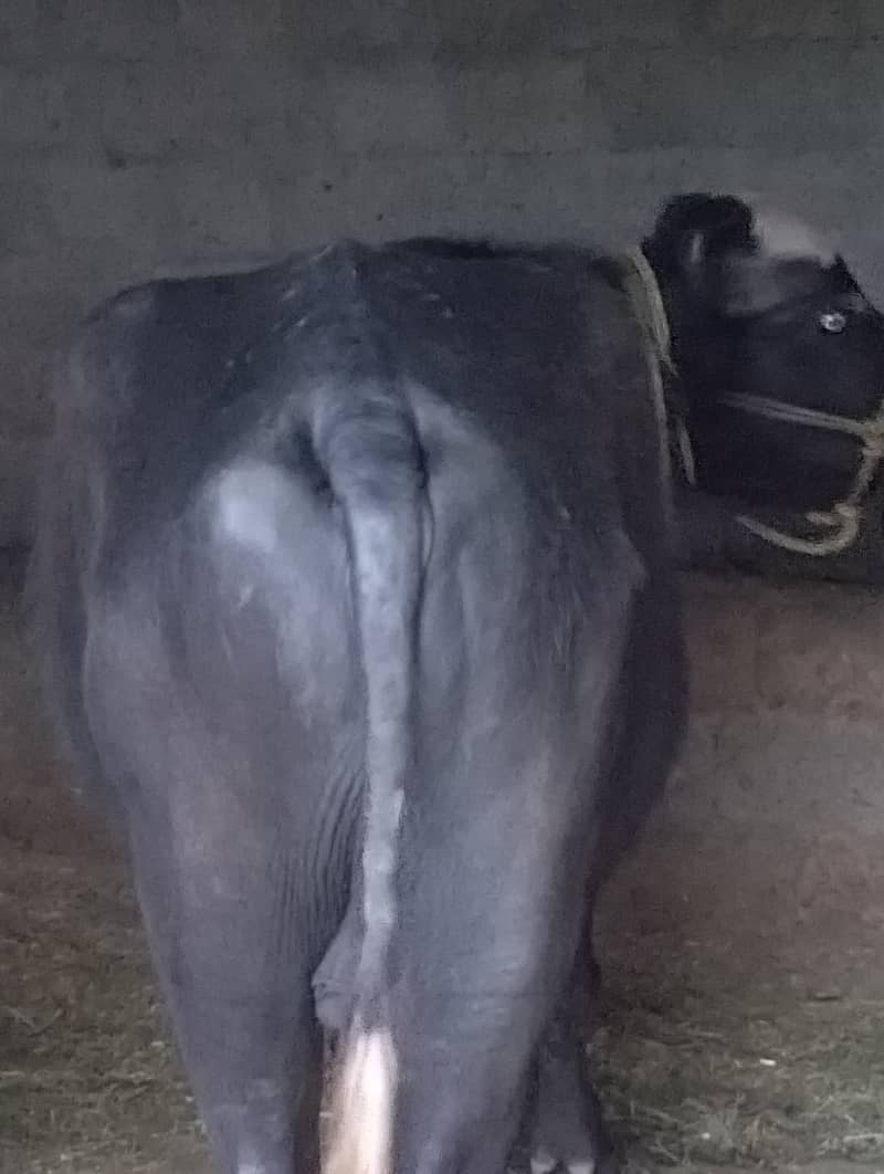 buffalo for EID 3