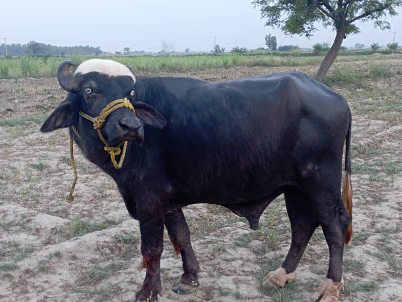 buffalo for EID 5