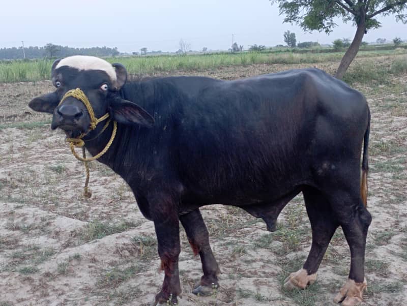 buffalo for EID 6