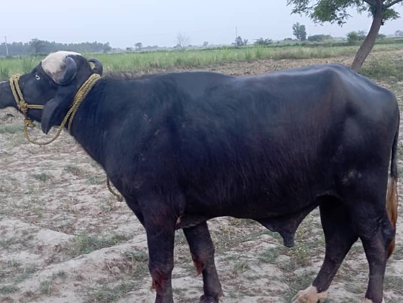 buffalo for EID 7