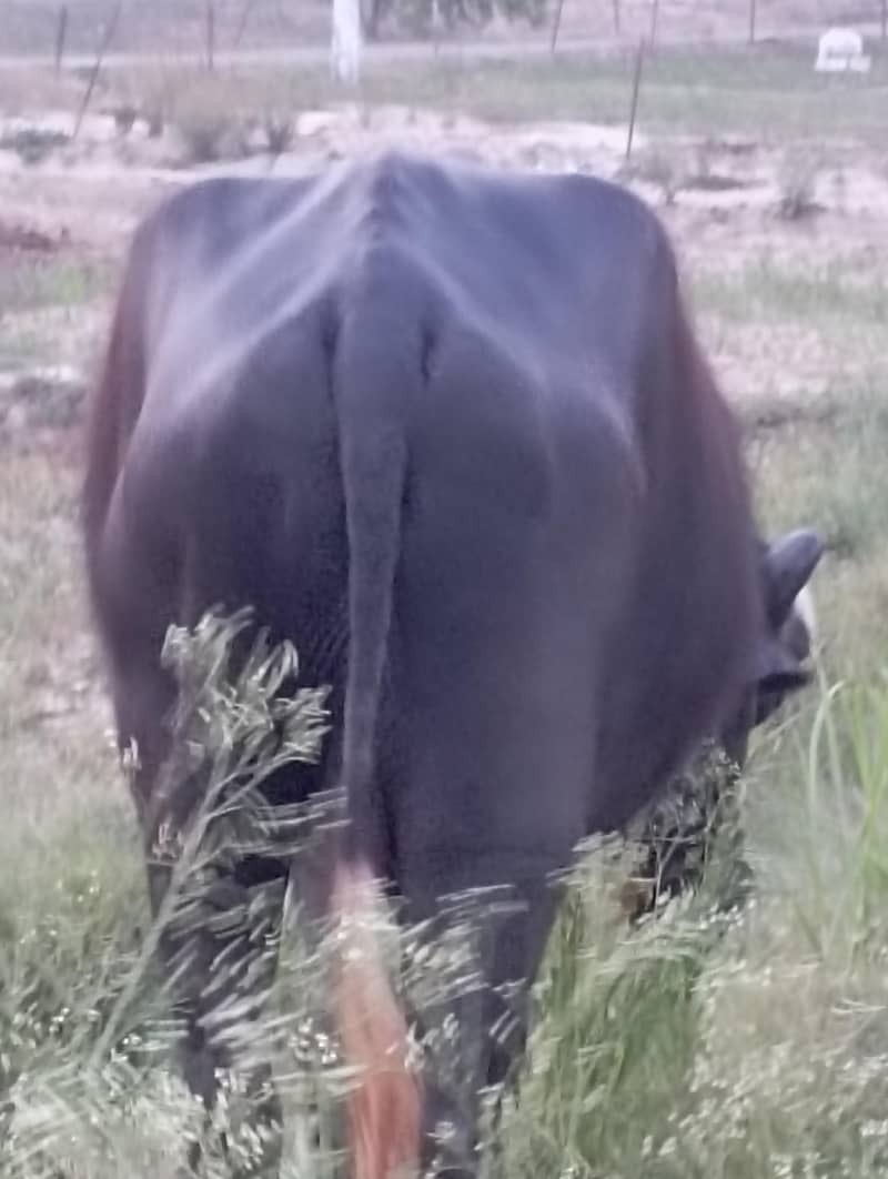 buffalo for EID 8