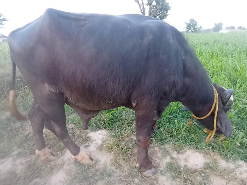 buffalo for EID 9