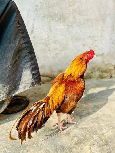 Peela murga for sale