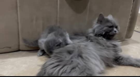 female cat vailable  ( +92 322 5625576 )