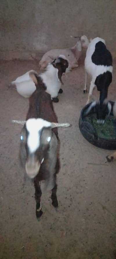 2. Male. kamouri . . . or . . female TD Bakre ha 220,000