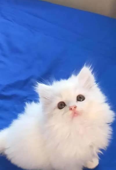 Persian female kitten for sale 03489629855 Whatsapp number