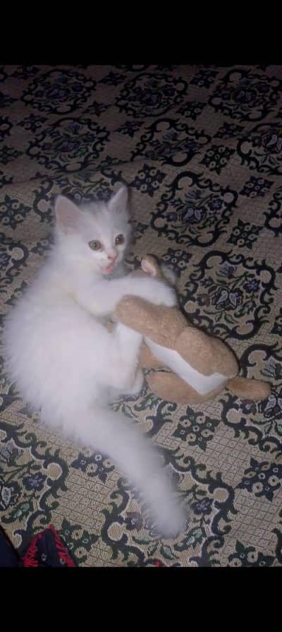 Persian male kitten