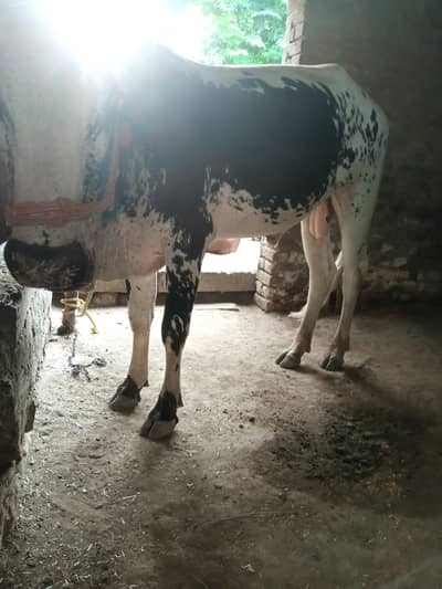 qurbani wehra for sale