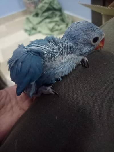 ringneck cobalt