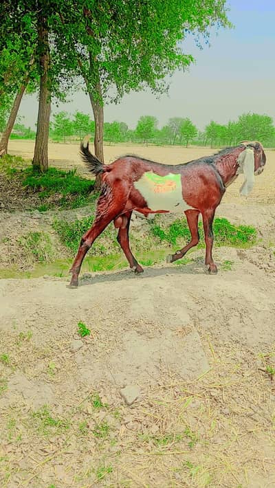 bakra for sal bilkul active dalivaryPakistan My number0325/19/23(475