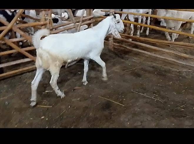 khassi bakra 2 dant 2