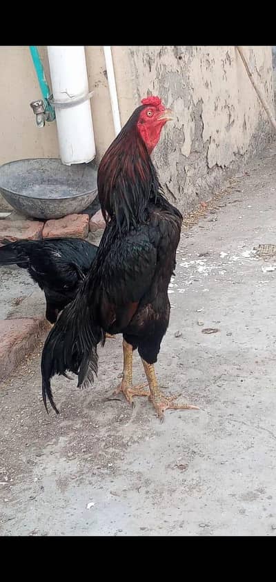 Aseel muska pair for sale jor band bara mhora ka murgi blue eyes ha