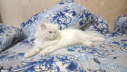 persian cat for sale