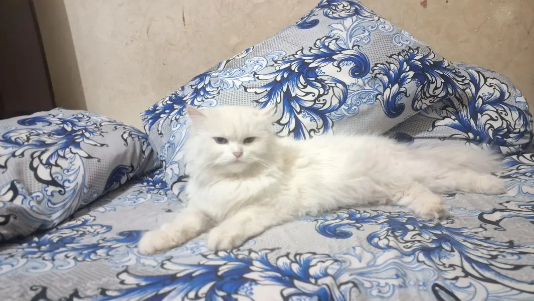 persian cat for sale whatsapp call or chat — photo 2
