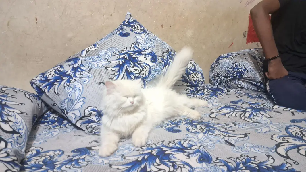 persian cat for sale whatsapp call or chat — photo 3