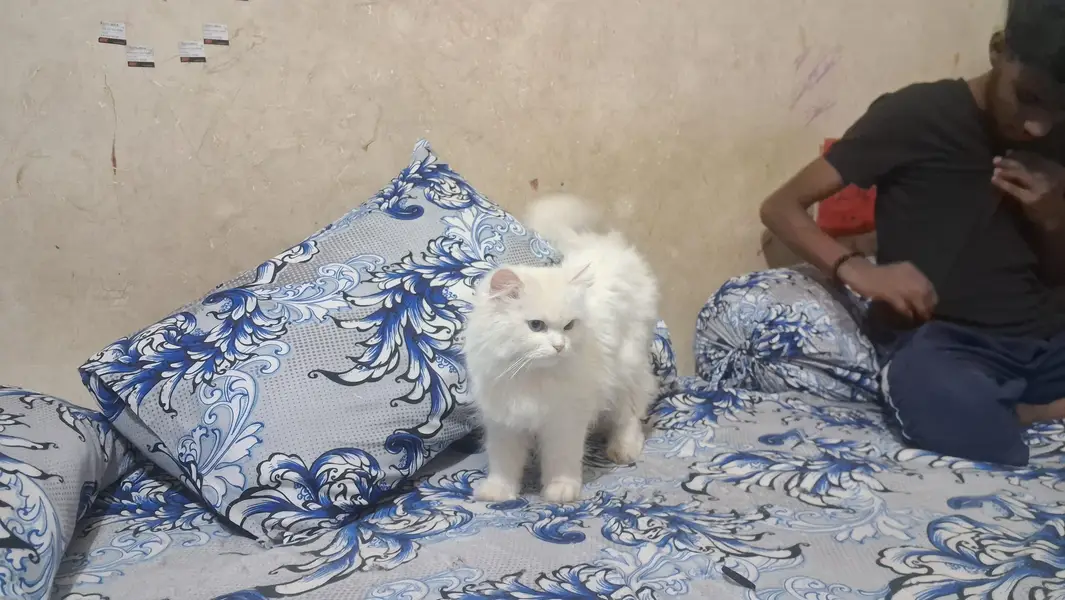 persian cat for sale whatsapp call or chat — photo 4