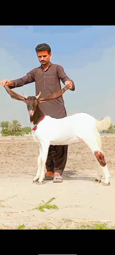 bakra