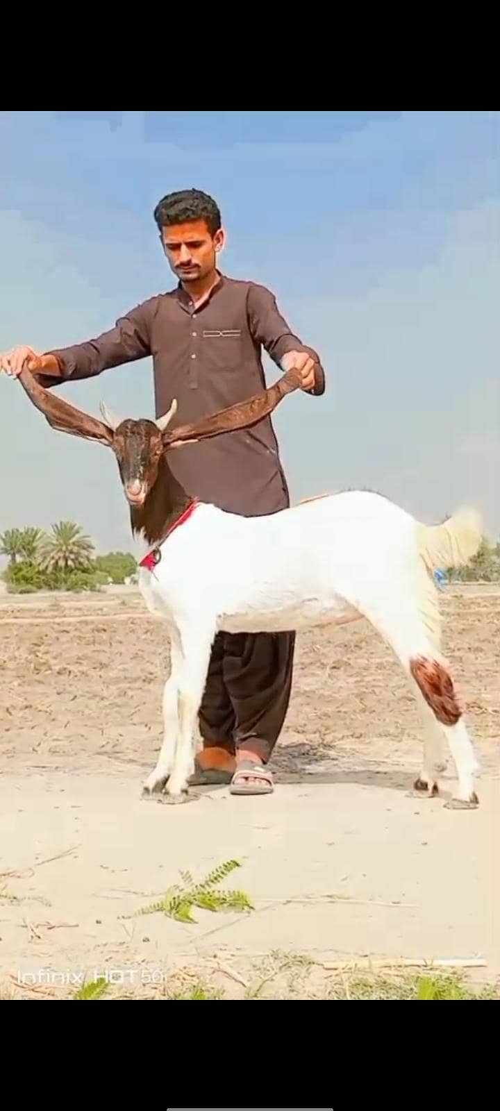 bakra 0