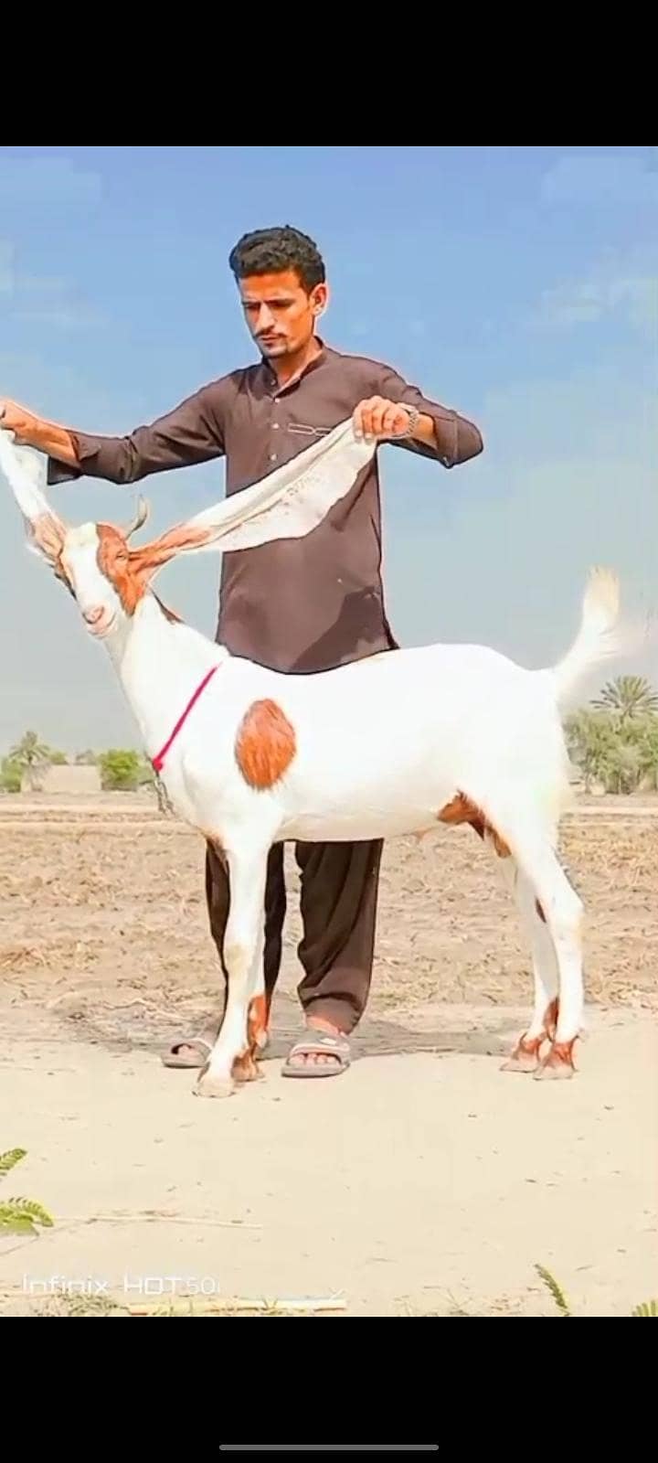 bakra 1