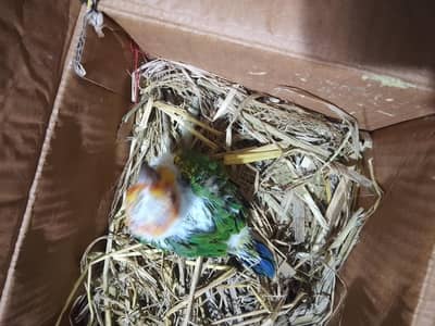 Sun Conure Healthy baby chick homw breed very active