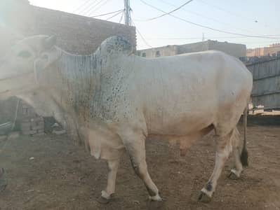 big bull