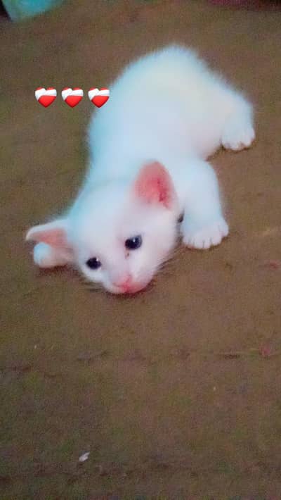 white blue eyes