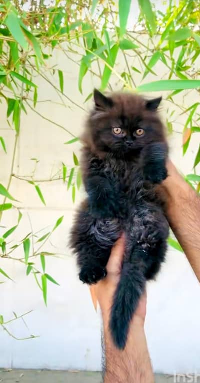 Persian cat vaccinated triple long coated