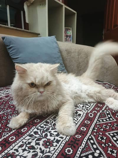Persian cat (skin color )