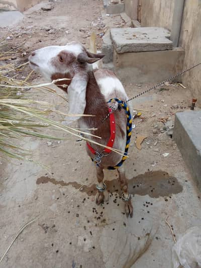 Bakra