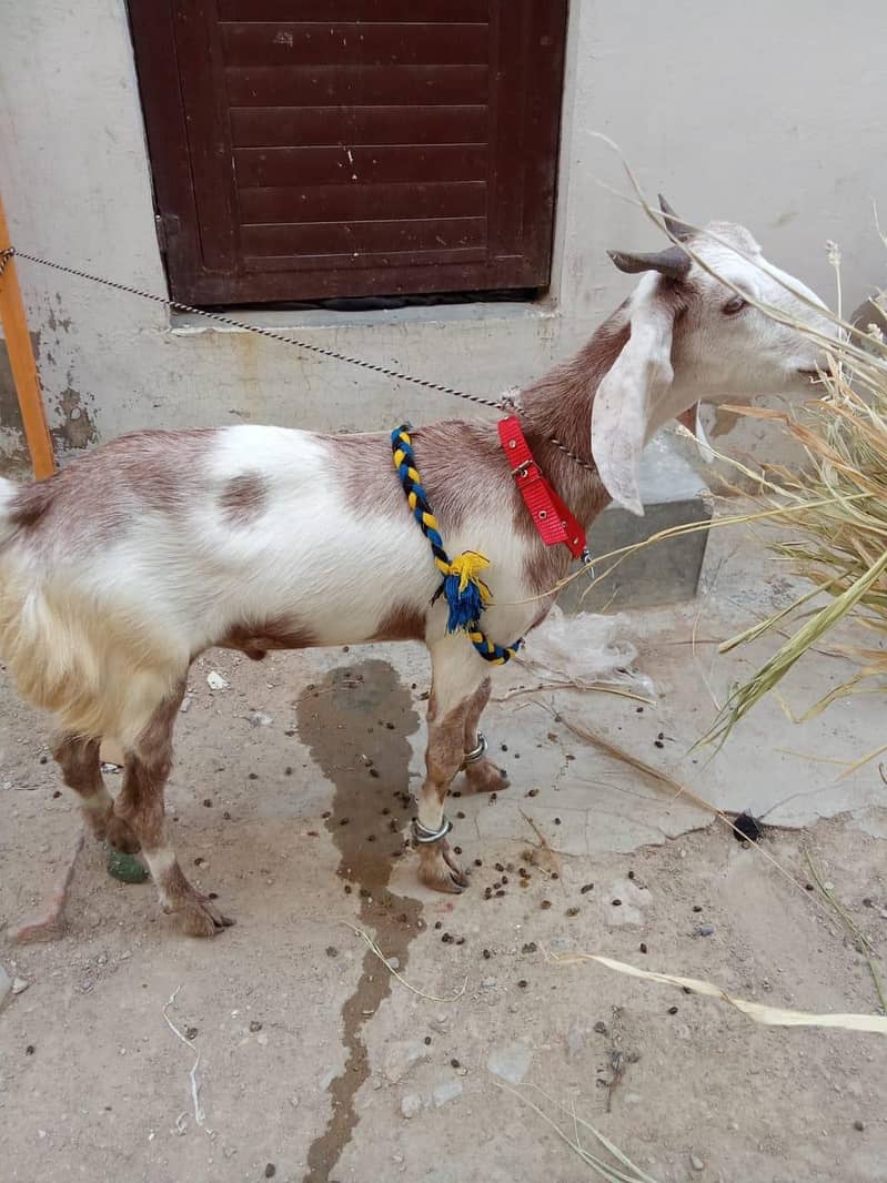 Bakra 1
