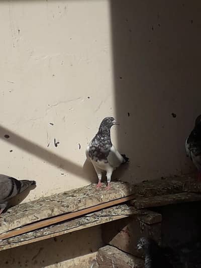 high flyer pegions