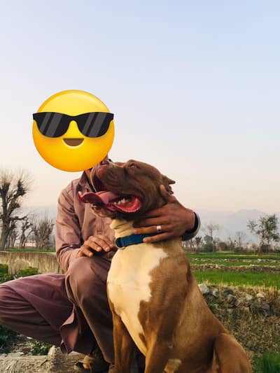pit bull
