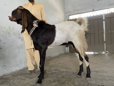 Eid sale gots