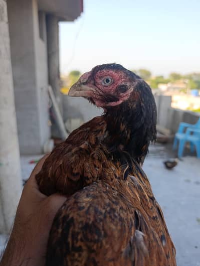 Aseel hens