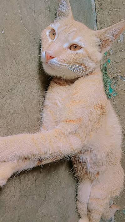 adoption cat