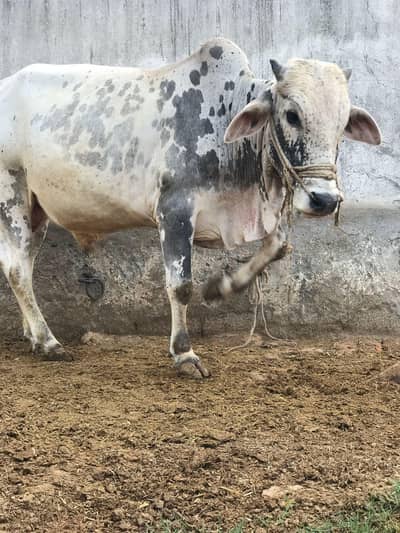 Qurbani Bull
