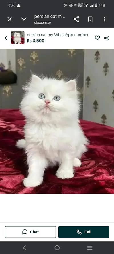 persian cat my WhatsApp number 03085595823