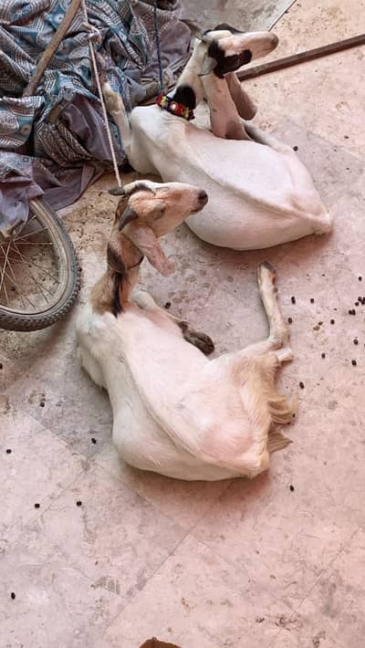 Qurbani pair bakre